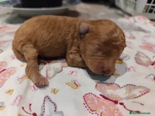 Caniche Toy perros Caniche toy - Anuncio 37