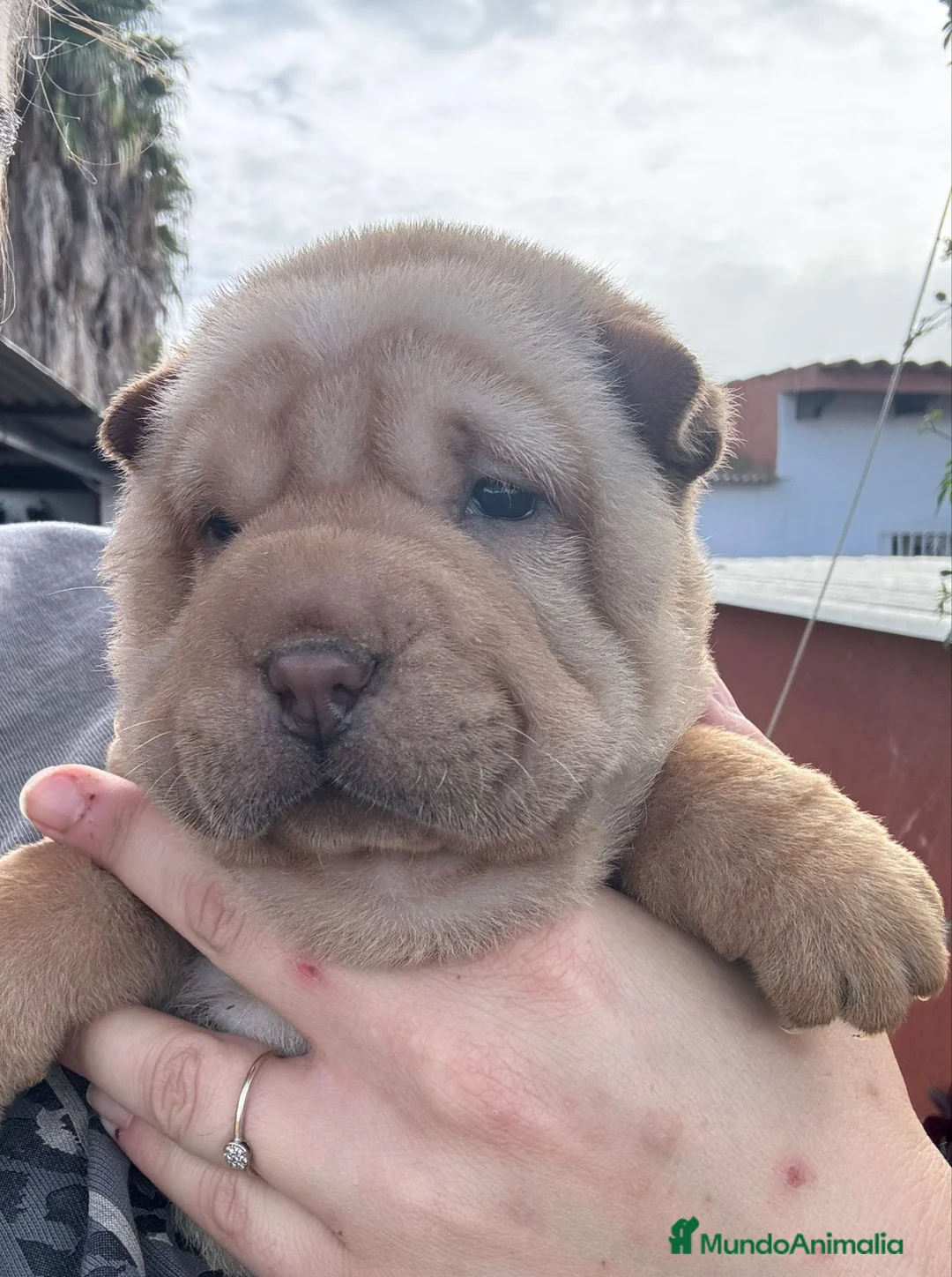 Shar Pei perros en venta: BEBES SHAR PEI  en Málaga - Anuncio 3