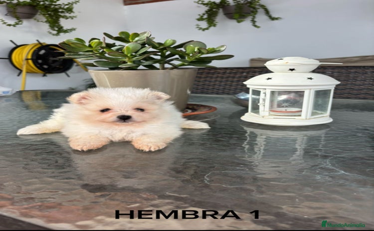 Pomerania perros - Anuncio 13