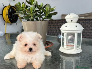 Pomerania perros - Anuncio 5