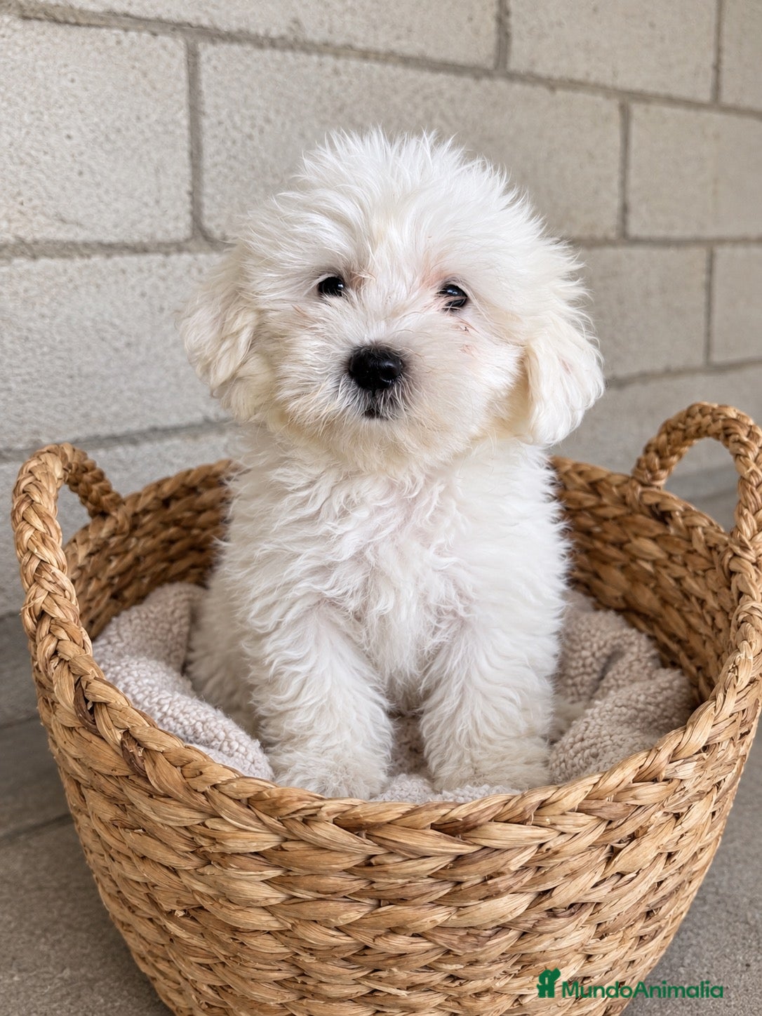 Bichón Maltés perros CACHORROS DE BICHON MALTÉS TOY - Anuncio 2