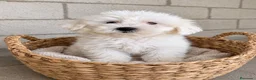 Bichón Maltés perros en venta: CACHORROS DE BICHON MALTÉS TOY - Anuncio 2