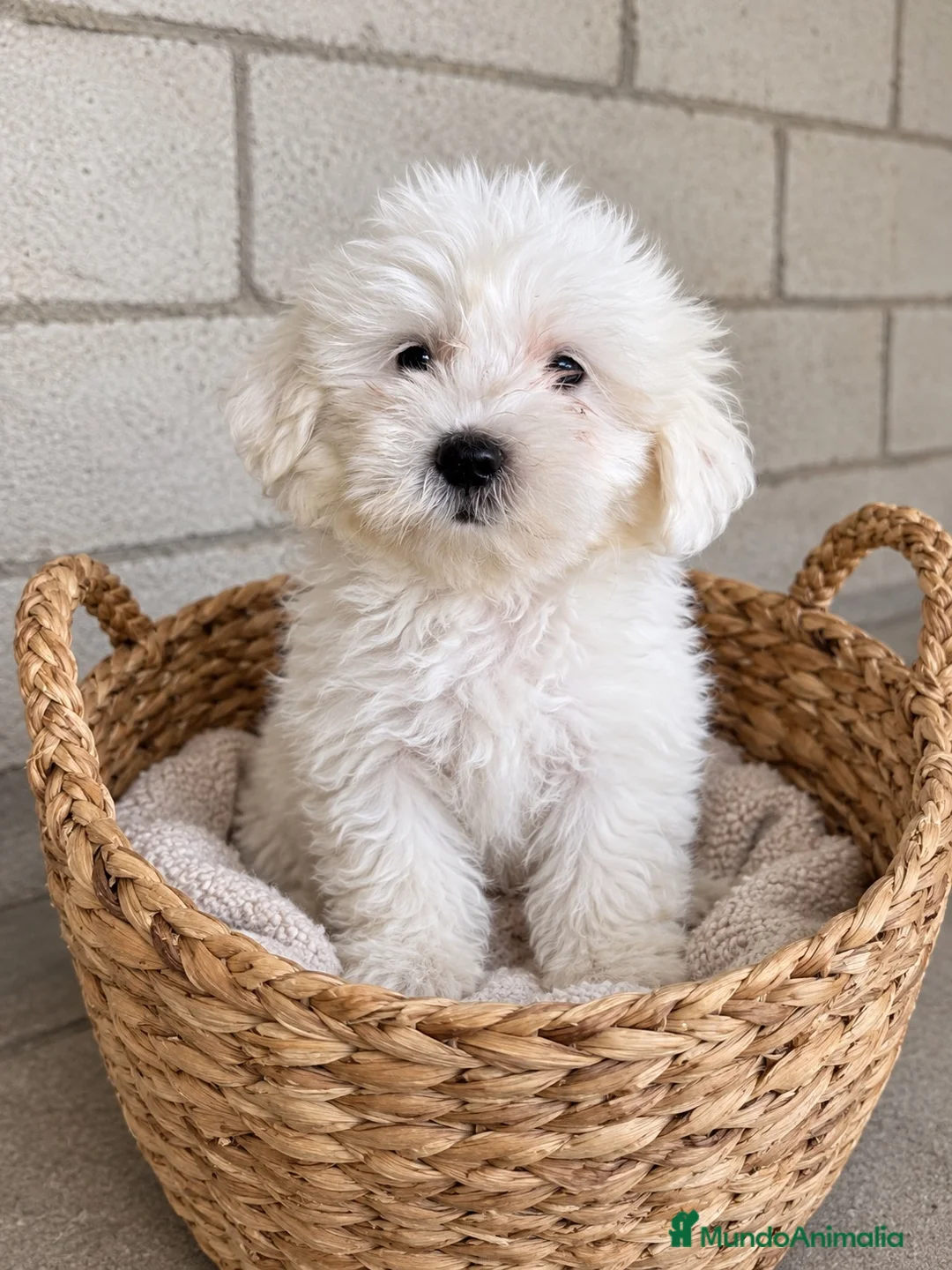 Bichón Maltés perros en venta: CACHORROS DE BICHON MALTÉS TOY - Anuncio 2