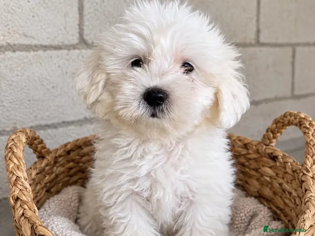 Bichón Maltés perros CACHORROS DE BICHON MALTÉS TOY - Anuncio 2