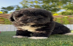 Perro de Agua Español perros en venta: PERRO DE AGUA HEMBRA - Imagen 5