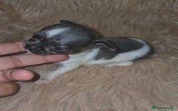Chihuahua perros en venta: Chihuahuas rusos mini toy  - Imagen 7