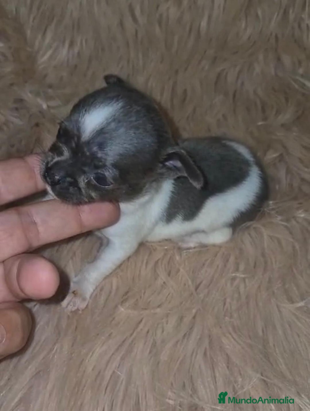Chihuahua perros en venta: Chihuahuas rusos mini toy  - Imagen 7
