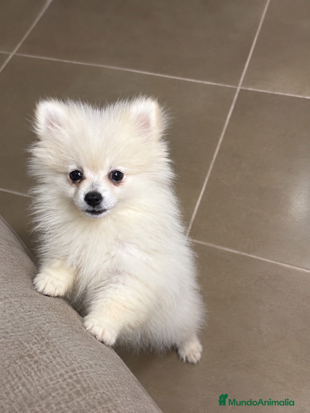 Pomerania perros en venta: Última hembra pomerania toy - Anuncio 1