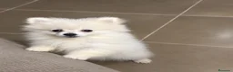 Pomerania perros en venta: Última hembra pomerania toy - Anuncio 1