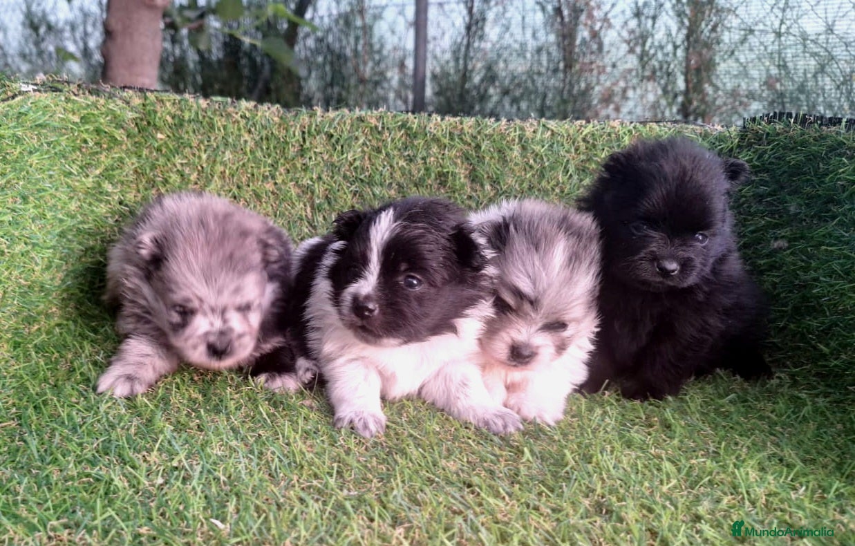 Pomerania perros Pomeranias - Anuncio 1