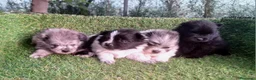Pomerania perros en venta: Pomeranias - Anuncio 5