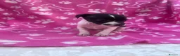 Raza Mixta perros en venta: PRECIOSA PAREJA leer bien anuncio  - Anuncio 2