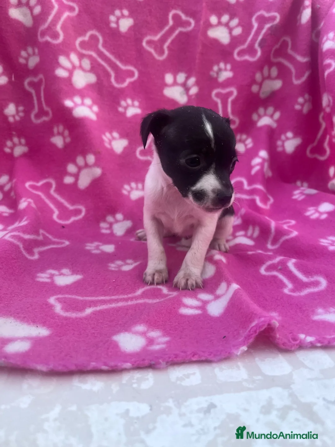 Raza Mixta perros en venta: PRECIOSA PAREJA leer bien anuncio  - Anuncio 2
