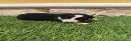 Border Collie perros en venta: Border Collie hembra   - Anuncio 3