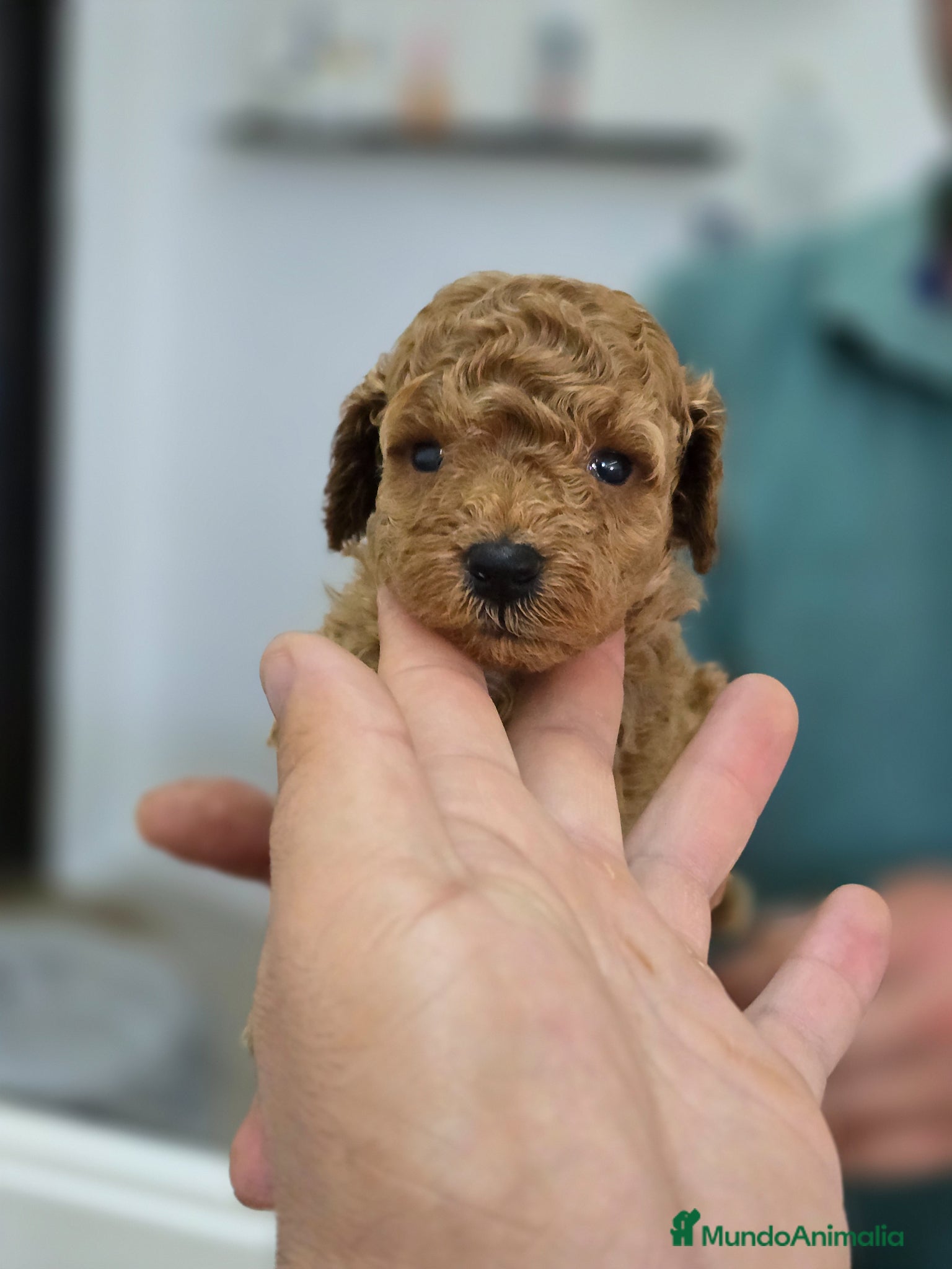 Caniche Toy perros en venta: Caniche toy macho  - Anuncio 2