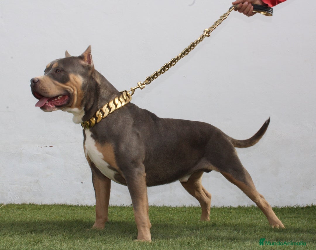 American Pit Bull Terrier perros en venta: American pitbull terrier mejor criadero de España  - Imagen 4