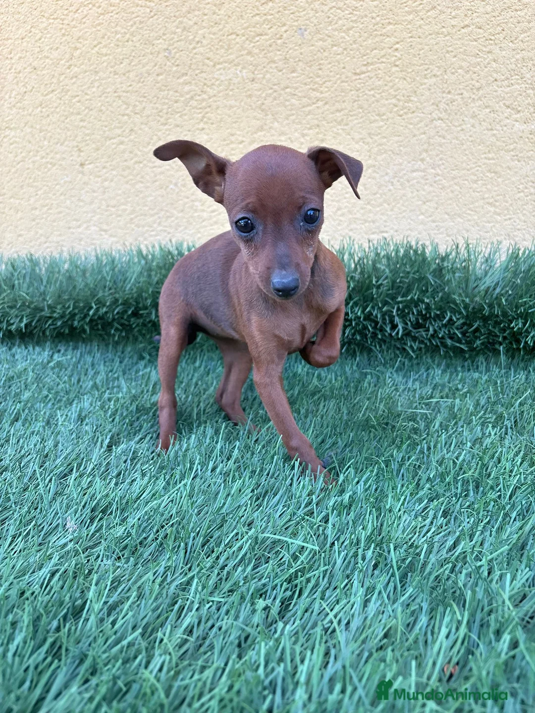 Pinscher Miniatura perros en venta: Mini pinscher miniatura hembra  - Anuncio 2