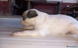 Otras razas perros en venta: Cachorros Crestado Chino con pelo. - Imagen 2