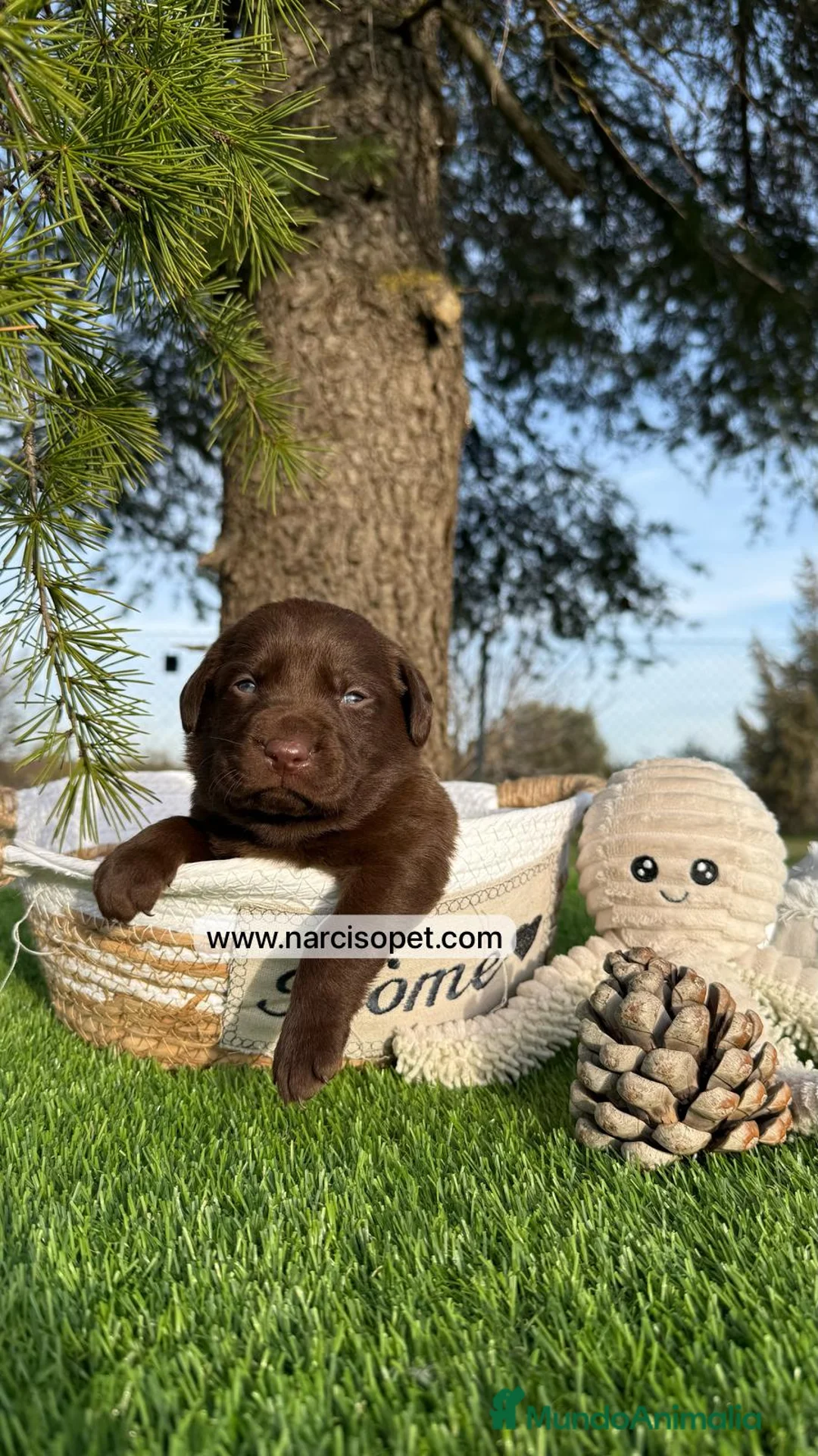 Labrador Retriever perros en venta: LABRADOR en Asturias - Anuncio 4