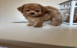 Maltipoo perros en venta: Maltipoo Tacita de Té Hembra  - Imagen 3