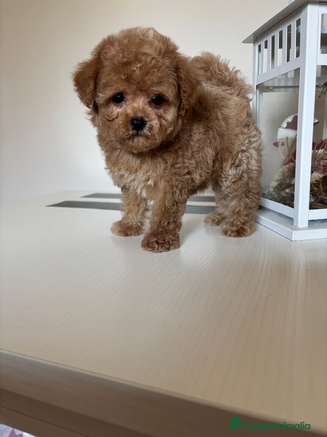 Maltipoo perros en venta: Maltipoo Tacita de Té Hembra  - Imagen 3