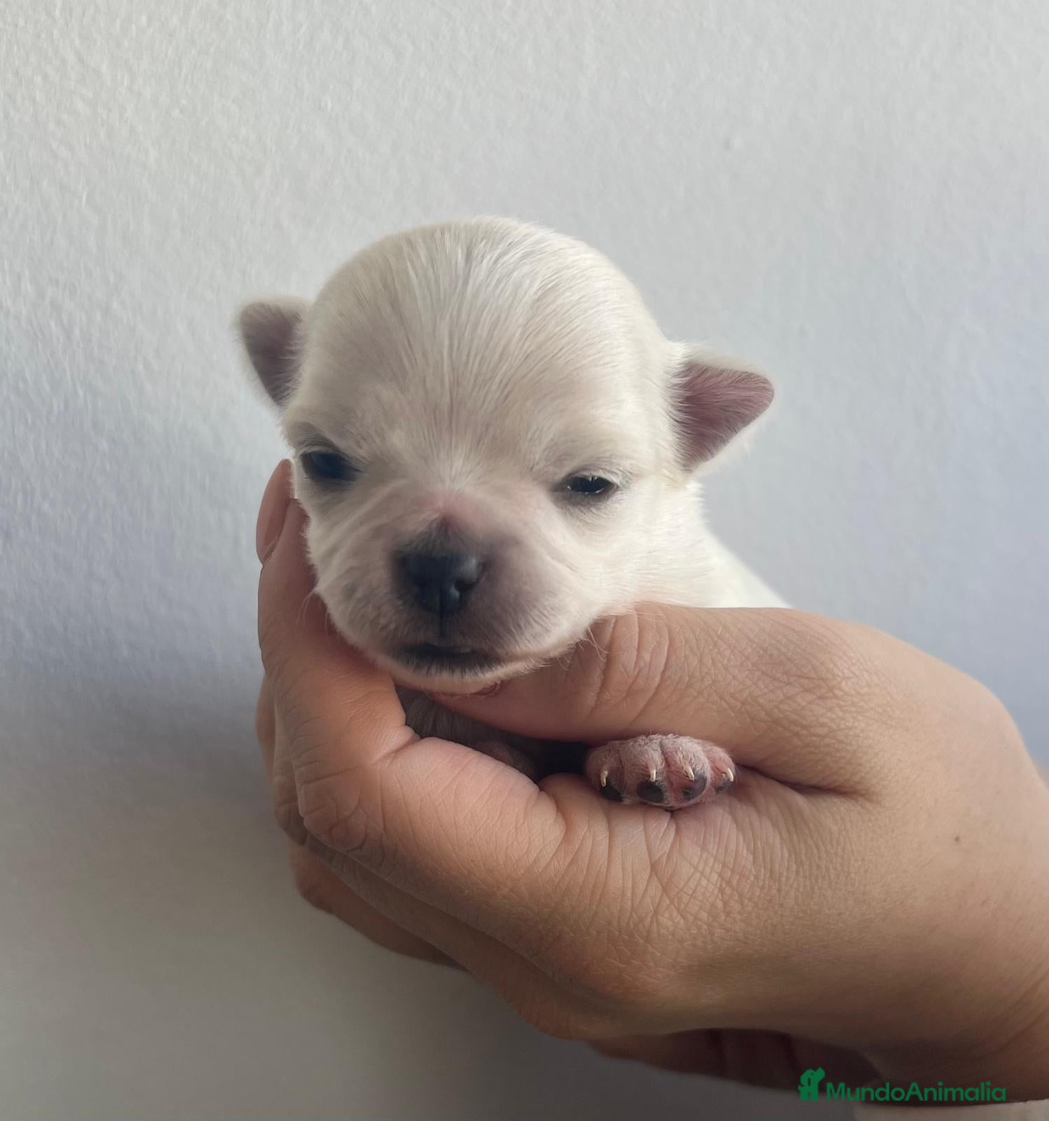 Chihuahua perros Chihuahua macho y hembra minitóy. - Anuncio 1