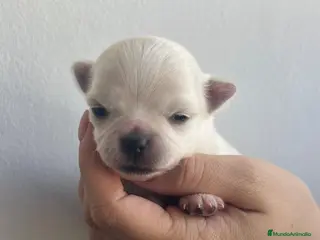 Chihuahua perros Chihuahua macho y hembra minitóy. - Anuncio 4