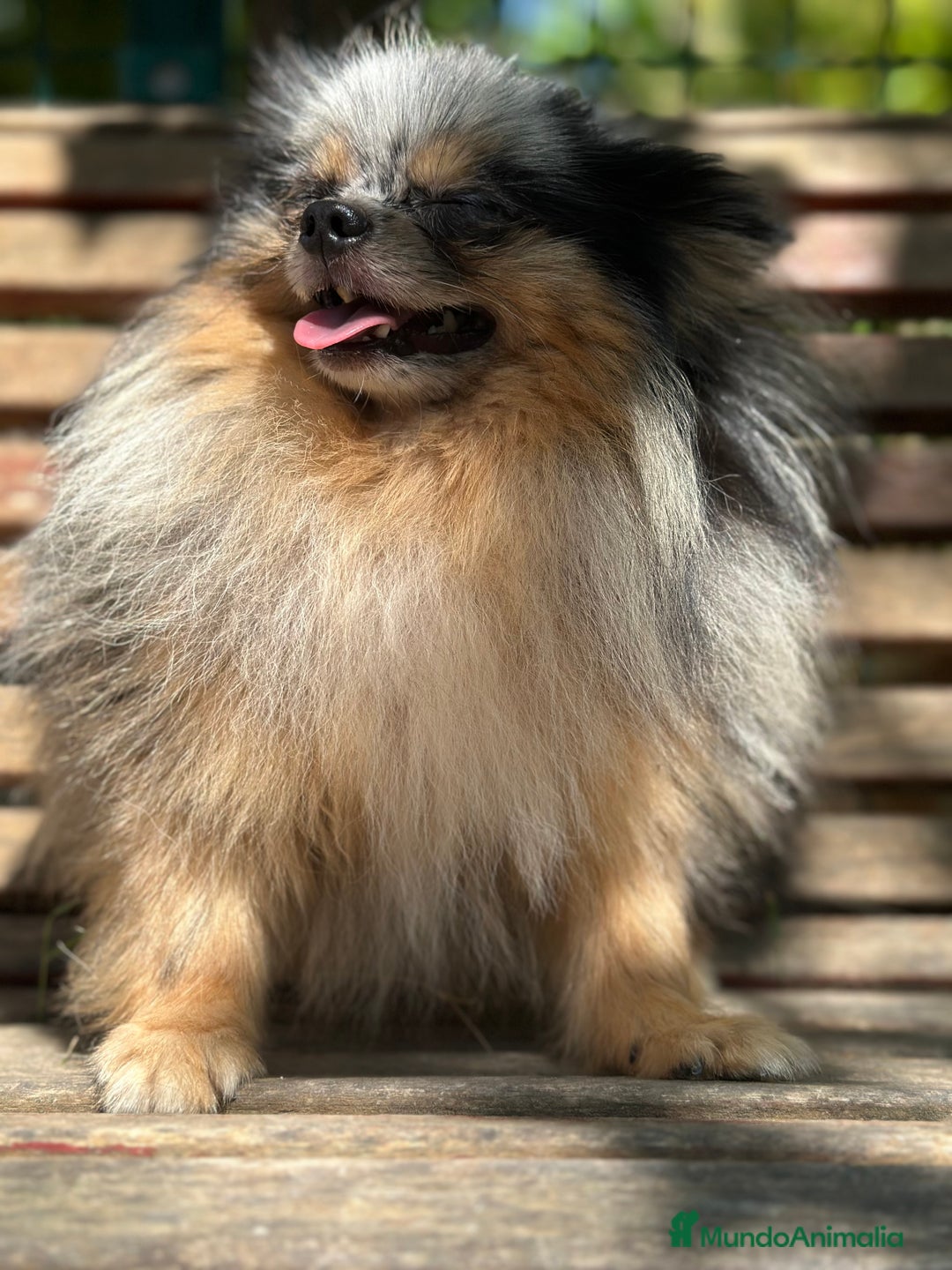 Pomerania perros en venta: POMERANIA TOY LINE RUSA - Imagen 7