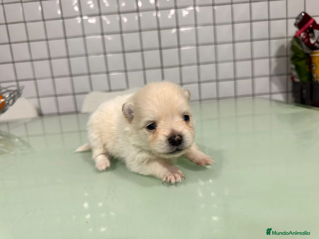 Pomerania perros en venta: Pomerania toy macho crema blanco  - Anuncio 4