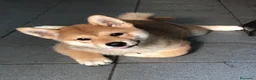 Shiba Inu perros en venta: Shiba inu en Barcelona - Anuncio 4