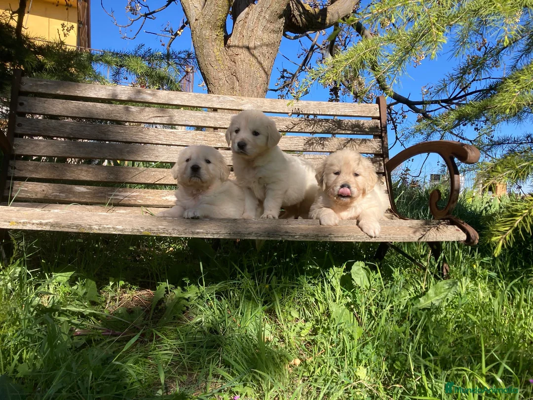 Golden Retriever perros en venta: Bebés de Golden retriever - Anuncio 3