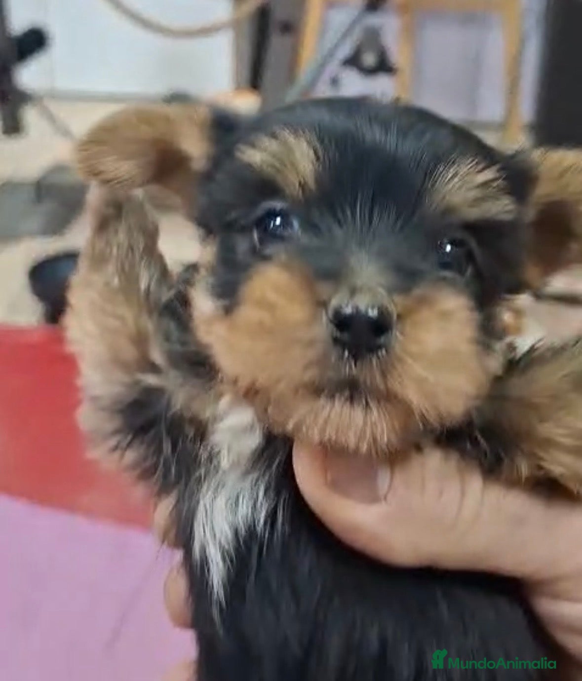 Yorkshire Terrier perros Preciosa camada de Yorkshire toy - Anuncio 1