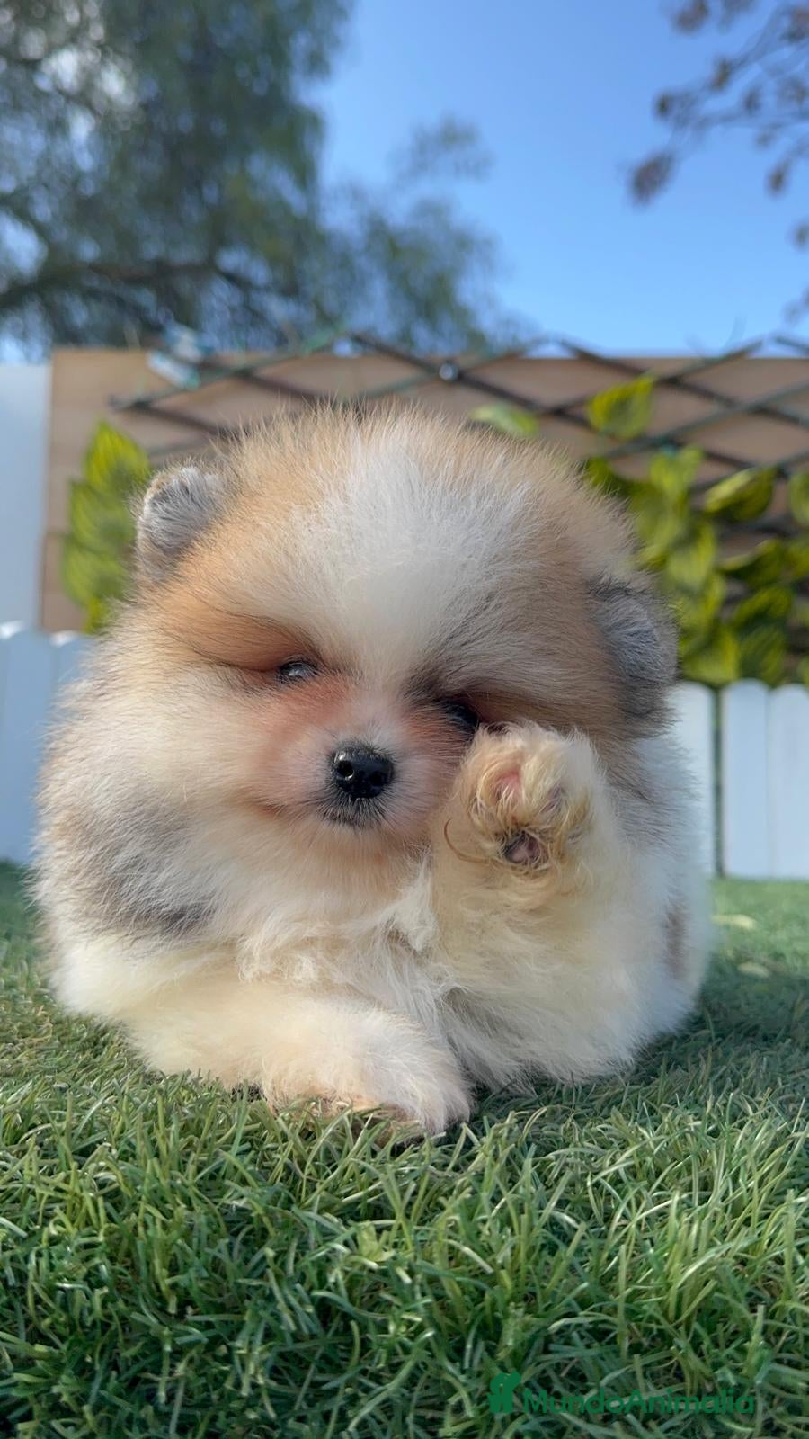 Pomerania perros POMERANIA MACHO - Anuncio 2