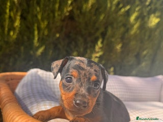 Pinscher Miniatura perros - Anuncio 3