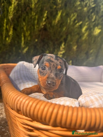 Pinscher Miniatura perros - Anuncio 5