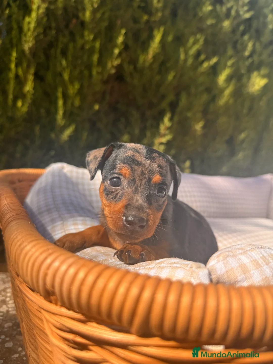 Pinscher Miniatura perros en venta: PINSCHER MINI EXÓTICO  - Anuncio 1