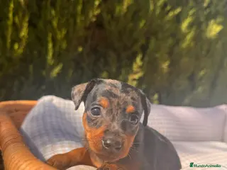 Pinscher Miniatura perros PINSCHER MINI EXÓTICO - Anuncio 5