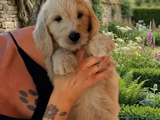 Raza Mixta perros Goldendoodle f1 - Anuncio 1