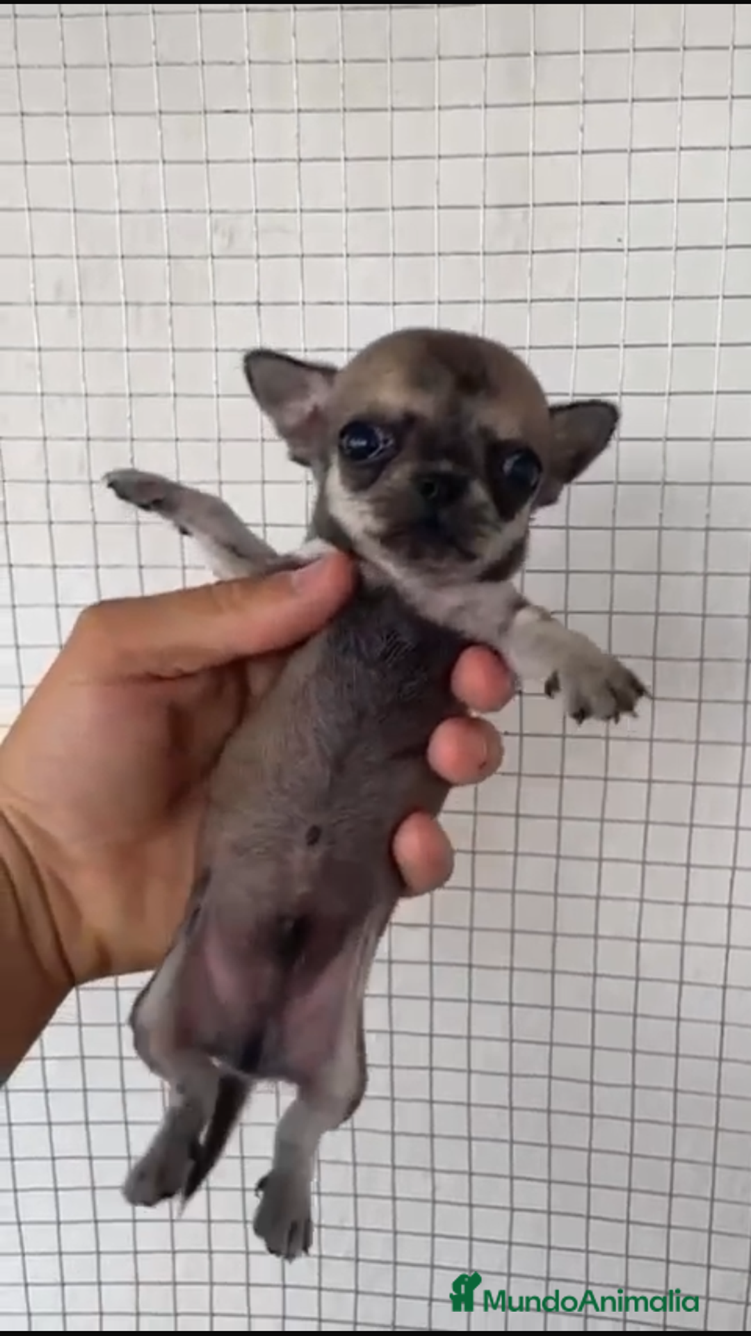 Chihuahua perros en venta: CHIHUAHUAS MINIS GRAN CALIDAD  - Imagen 3