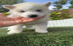 Husky Siberiano perros en venta: HUSKY - Imagen 9