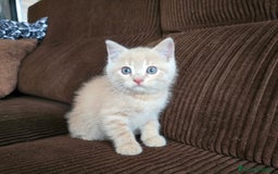 Británico de Pelo Corto gatos en venta: Gatcot.com - Imagen 1