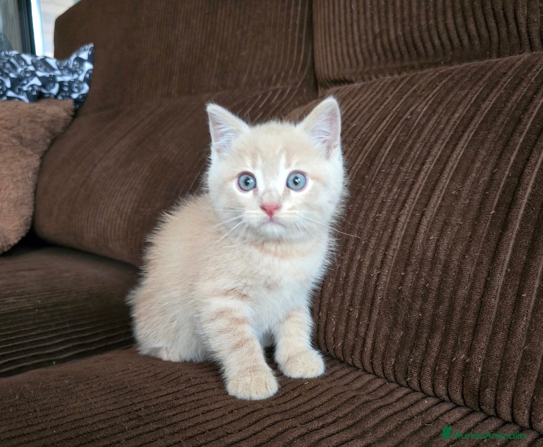 Británico de Pelo Corto gatos en venta: Gatcot.com - Imagen 1