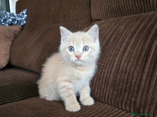 Británico de Pelo Corto gatos - Anuncio 4