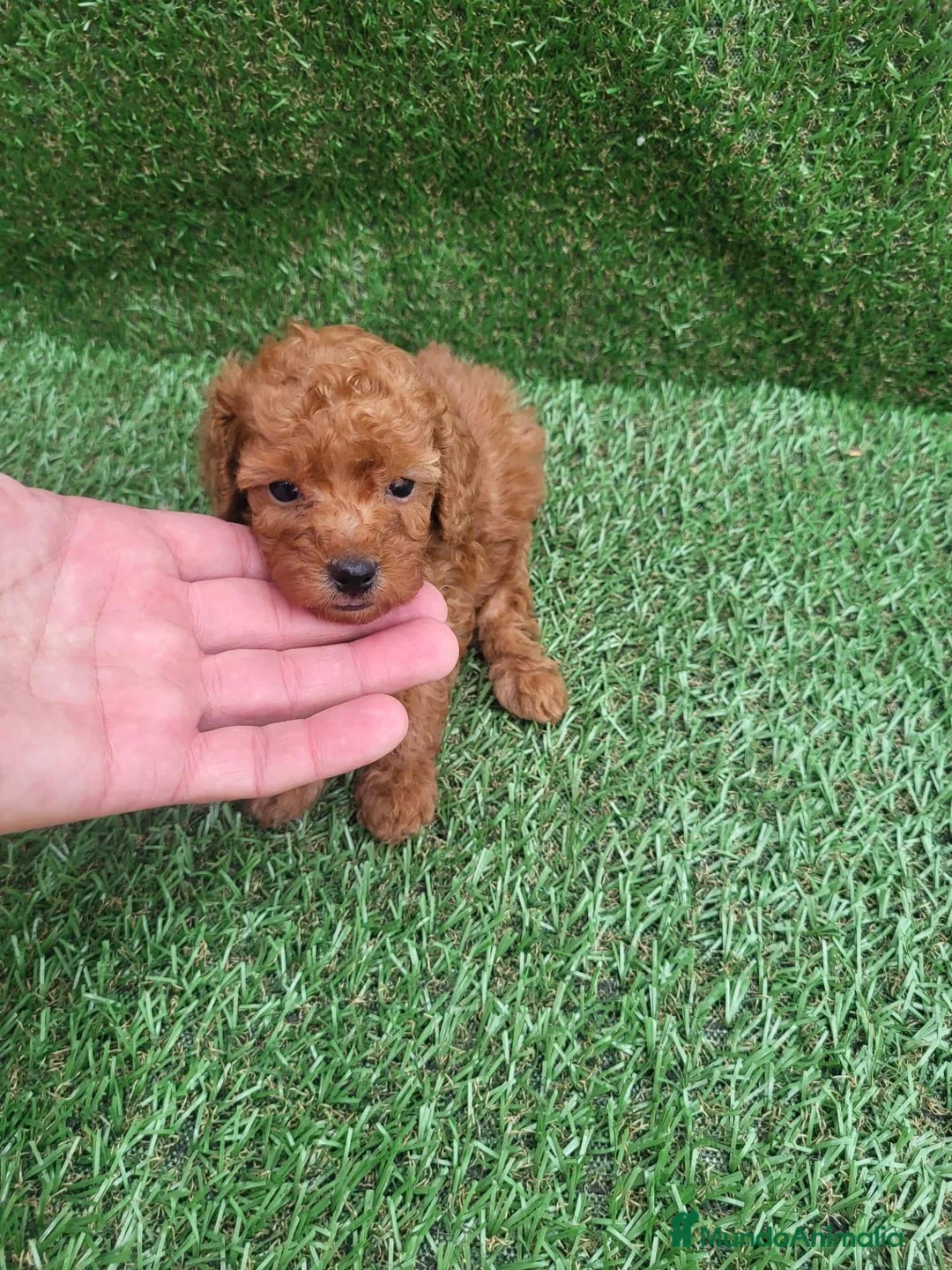 Raza Mixta perros en venta: Caniche - Anuncio 9