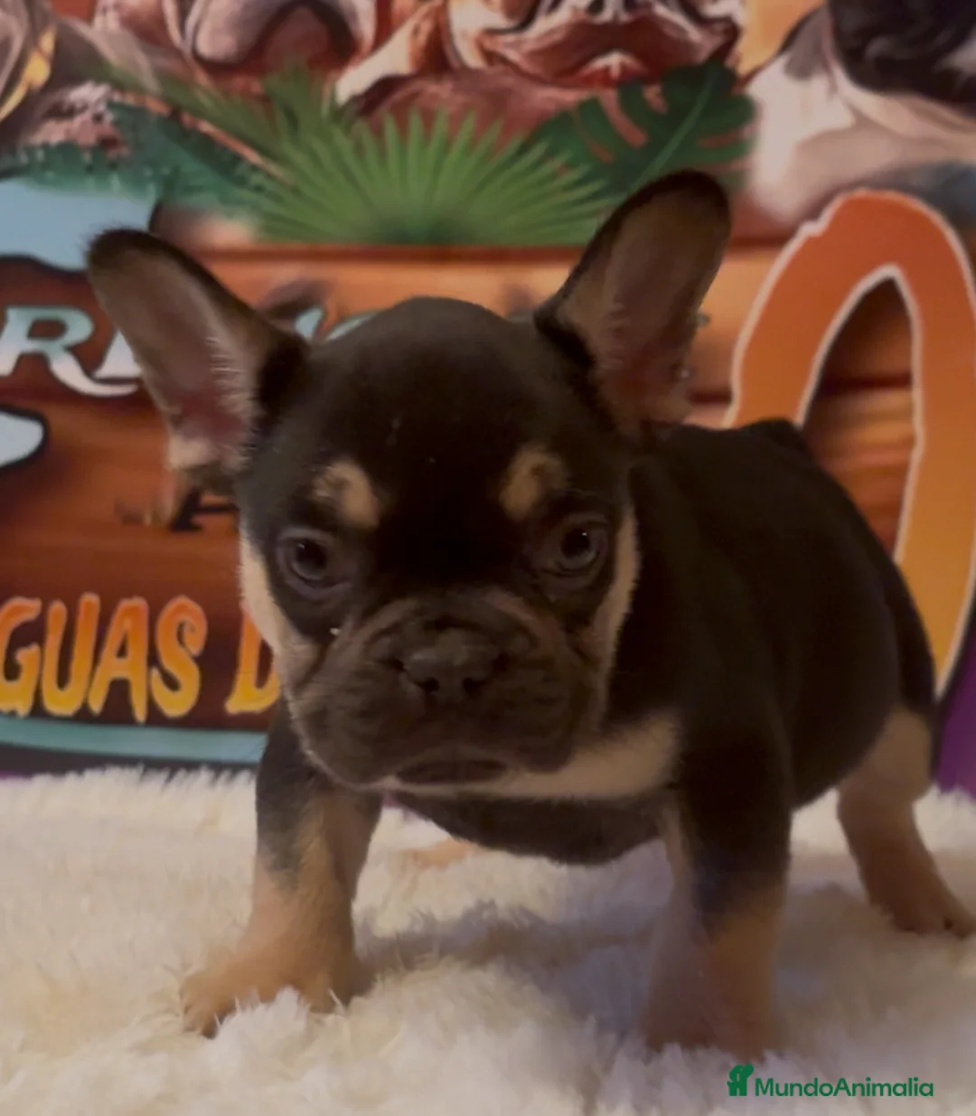 Bulldog Francés perros en venta: Bulldog francés Madrid  en Madrid - Anuncio 2