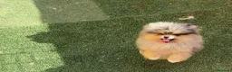 Pomerania perros en venta: Pomerania  - Anuncio 10
