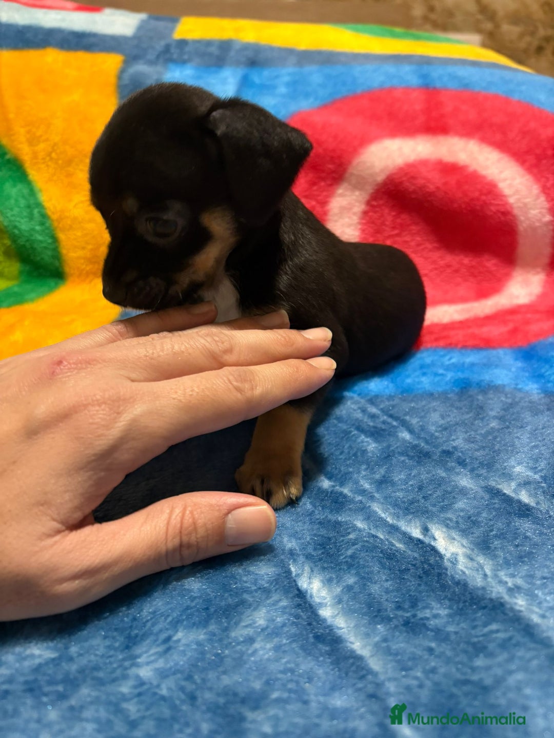 Pinscher Miniatura perros en venta: Pinscher miniatura tricolor - Anuncio 6