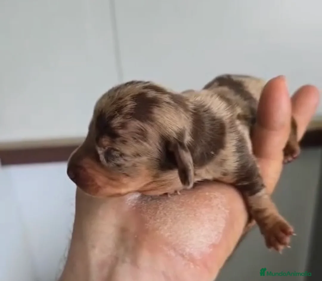 Teckel Miniatura perros en venta: Teckel Hembra arlequín chocolate miniatura  - Anuncio 1