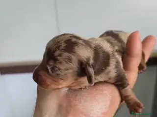 Teckel Miniatura perros Teckel Hembra arlequín chocolate miniatura - Anuncio 1