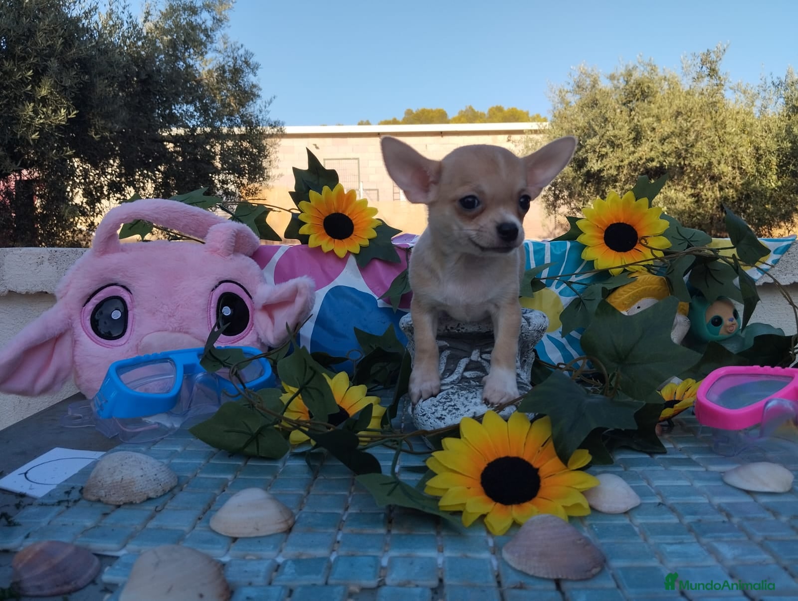Chihuahua perros CHIHUAHUAS TOYS  - Anuncio 1